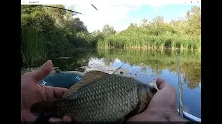КАРАСІ ВЕЛЕТНІ В ЗАЛИВАХ ПСЛА ПІЛЯ РОЗВІДКИ РУКАМИ