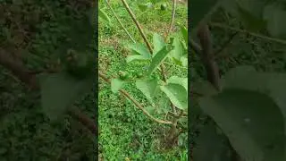 Guava Tree at Dhaka, Bangladesh