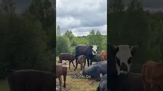 Детишки растут. Отёлы закончились 100%. Пастбища отличные. Скоро будем пускать быка. 🐂🌱🤠