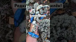Этот гриб можно есть?!🤯 меняет цвет за 5 секунд! Гиропорус синеющий