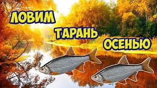 Ловим белую рыбу. Тарань, карась, густера.