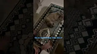 Shafnya di manaa heii 😆 #dudyoris #cats #youtubeshorts #video #laksanasurgaku