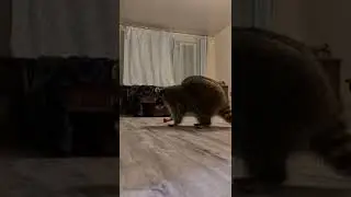 Енот Витя играет дома в футбол