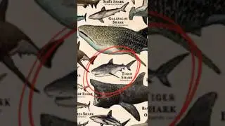 O perigoso TUBARÃO TIGRE 💀🔥👀 #shark #edit #funny #animals
