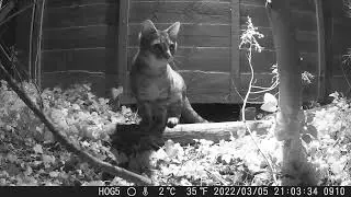An amusing little kitten leap