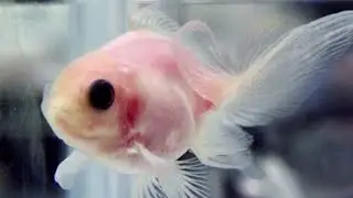 15 Strangest Creatures Created by Scientists