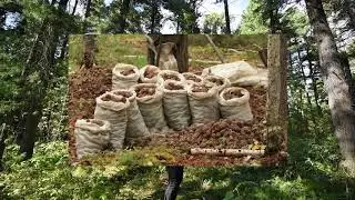О том, как сформировался Протопоповский припоселковый кедровник