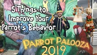 5 Things You Can Do to Improve Your Parrot's Behavior