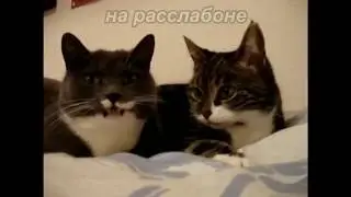 И коты умеют любить! Юмор, приколы, позитив, свежее