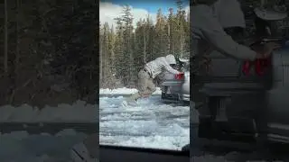 R34 GTR AND MCLAREN 720s PLAYING IN SNOW 