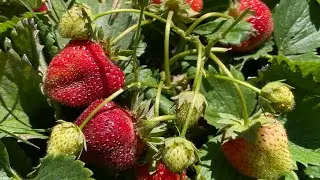 High Desert Garden Tour - July 2024