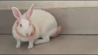 Big Bunny Miththu eating leaves/ White Rabbit/ Albino Rabbit/ Beautiful Bunny