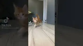 Очень много котов!