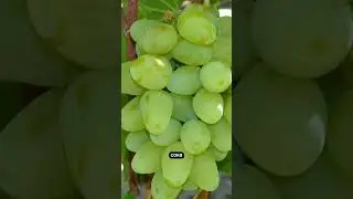 20 30 кг с одного куста  виноград Бажена