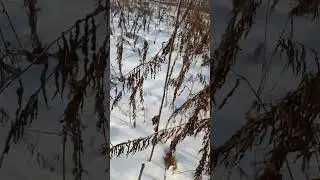 лисасека бабра.