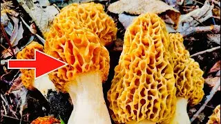 The Fastest Way to Find Morel Mushrooms!
