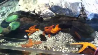 Camden Aquarium Touch A Starfish