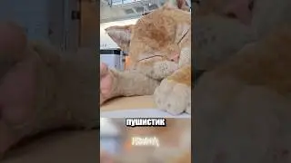 A huge cat