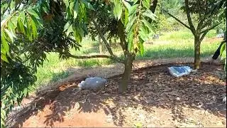 Kita kasih Vitamin tambahan dulu untuk triple tree planting😂😂🥳🥳🍾🍾🙅