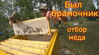 КАРНИКА! ОТ ОТВОДКА до СЕМЬИ! Отбор мёда, сколько принёс мёда