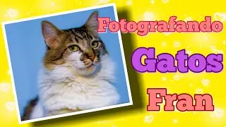 Quarentena 18 - Fotografando gatos