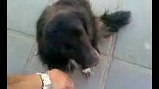 perrito amistoso