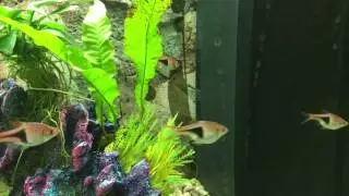 Sick Harlequin Rasbora