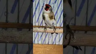 Wild beautiful goldfinch