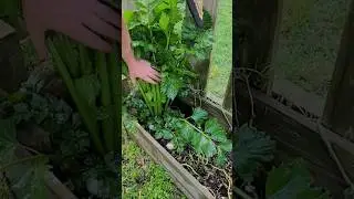 The Next Time You Buy CELERY At The Grocery Store!