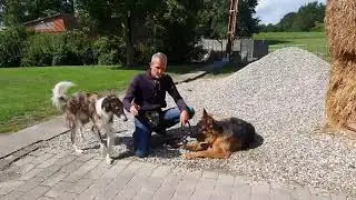 STOLER DIN HUND PÅ DIG? I onlinehund.dk 🐾