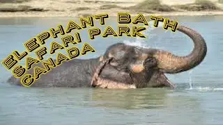 Elephants bathing Canada.
