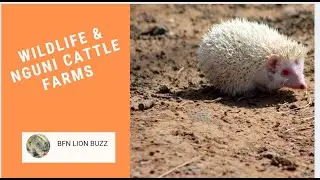 WILDLIFE & NGUNI CATTLE FARMS
