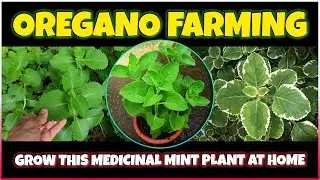 Oregano (Mexican Mint) farming | How to grow Mexican Mint Plant | Medicinal Plant farming