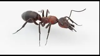 Animated Ant 3D model