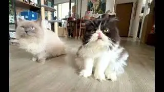 Persian Munchkin Jacques & exotic longhair Persian Billie