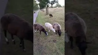 Sheep 
