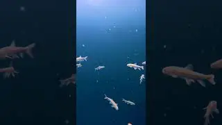 Обжигающий снег (полная версия)