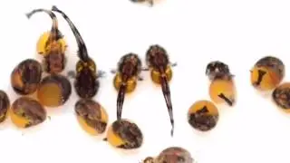 Loricaria sp. 'Atabapo' with eggs