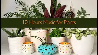10 Hours Music for Plants, Body, and Soul; Stimulate Growing and Positive Energy