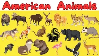 Animals for Kids | American Animals | Educational Learning Video for Toddlers