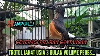 WAW...‼️TROTOLAN JAHAT USIA 3 BULAN SUDAH BIKIN NGILER....