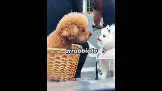 🐶💘 The car horn ruined their romantic moment