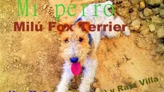 Una Mañana Yo El Rafa Y Mi Perro