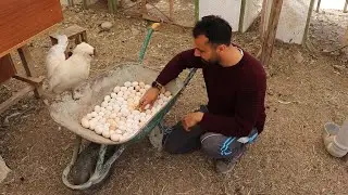I HAVE NOT COLLECTED ANY EGGS FROM THE NESTS FOR 10 DAYS! I HAVE A WHEELBARROW OF EGGS ACCUMULATED