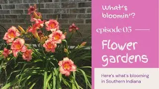 Happy 4th of July!! | Flower report 🌺 | Strolling through the flower garden
