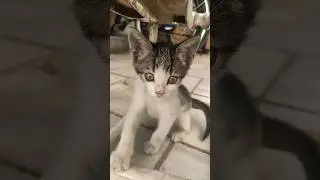 süt istedi verdik 🤗 #cats
