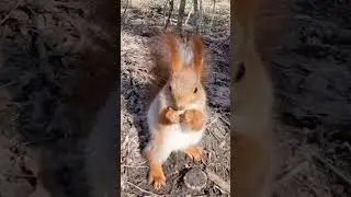 Белка 🐿 уплетает фундук)) 