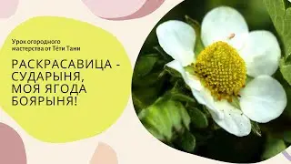 905. БОЯРЫНЯ. ПРОСТО КРАСАВИЦА.