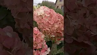 Идут дожди и ливни. Самарская Лидия окрашивается#гортензия#flowers#модныйсад