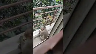 Baby Monkey eating.